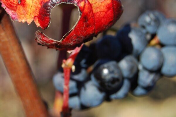 vinho_4e42d45c94801